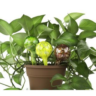 3-Pack Aqua Globes Mini Plant Watering Glass Bulbs