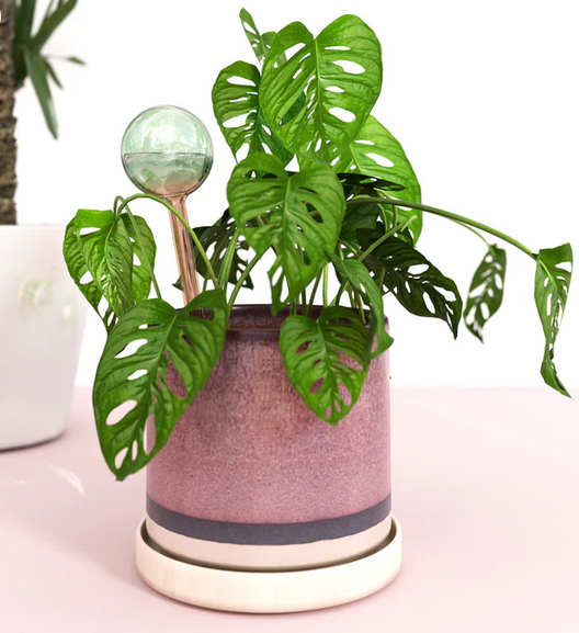 Self-Watering Plant Globes – Bloem.PhillipIsland