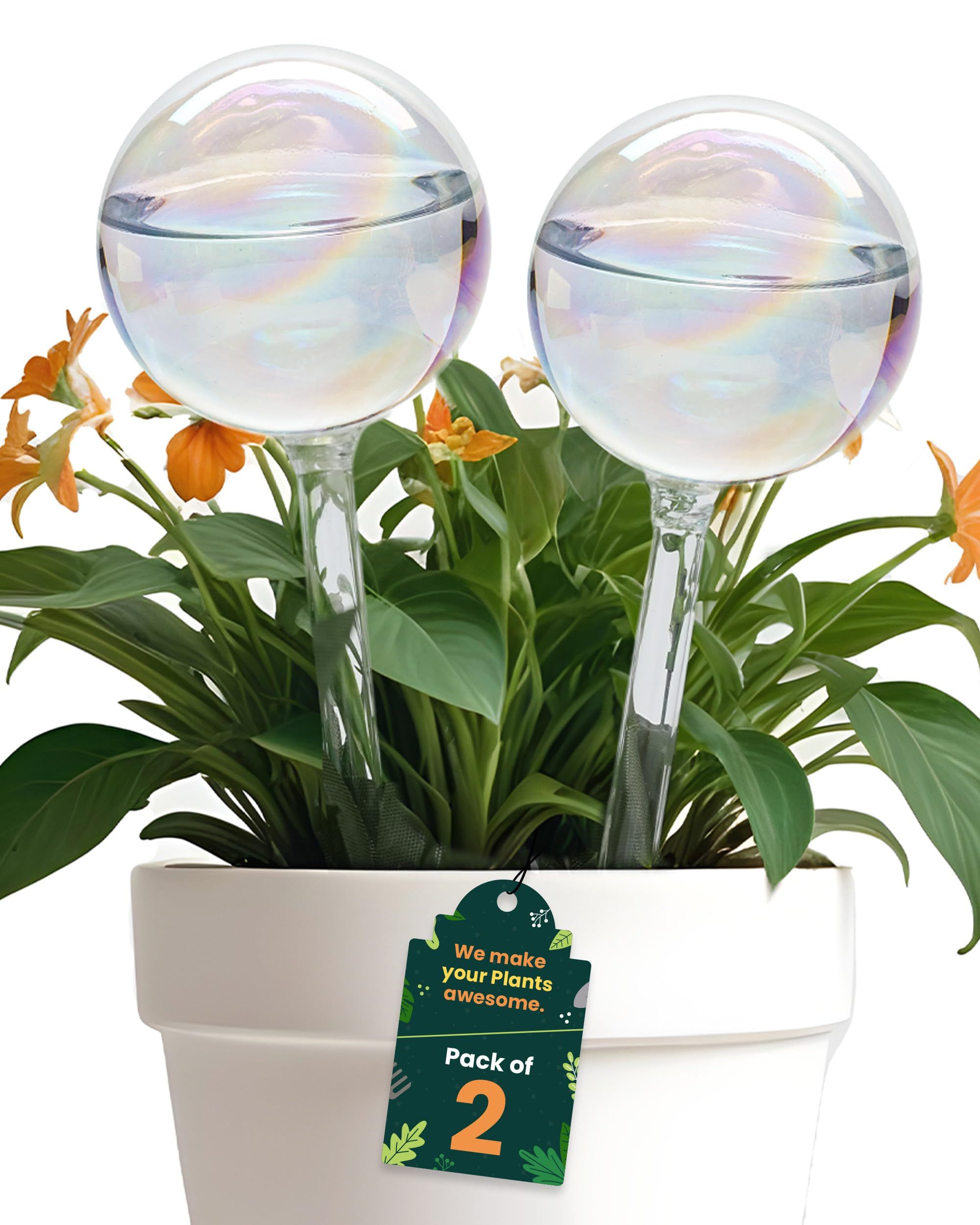 Amazon.com: Iridescent Self Watering Globes, Glass Rainbow Plant Watering  Globes, Self Watering Planter Insert, Automatic Plant Waterer Indoor  (Medium-2 Pcs Iridescent, Medium) : Patio, Lawn & Garden