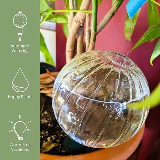 Glass Plant Watering Globe — The Zen Succulent | Low Maintenance Greenery  At Your Doorstep