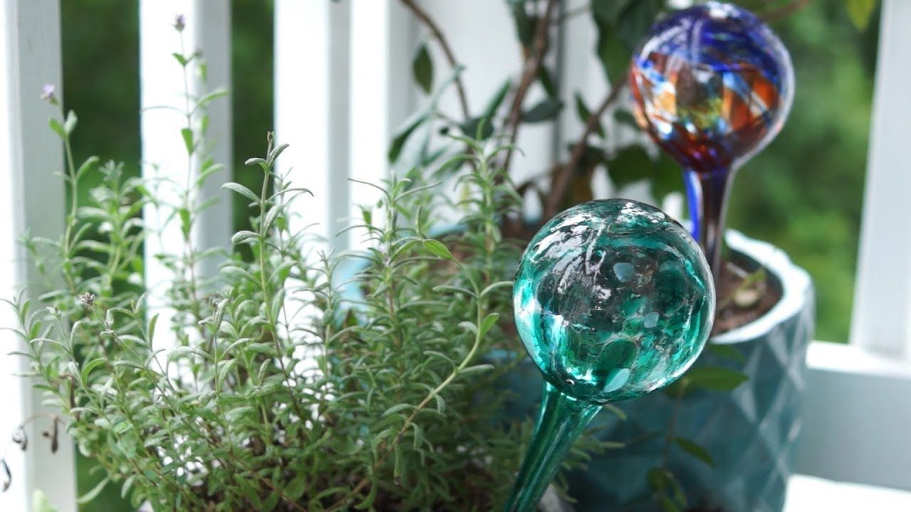 Watering globes for outdoor & house plants – Do they work? How to use them
