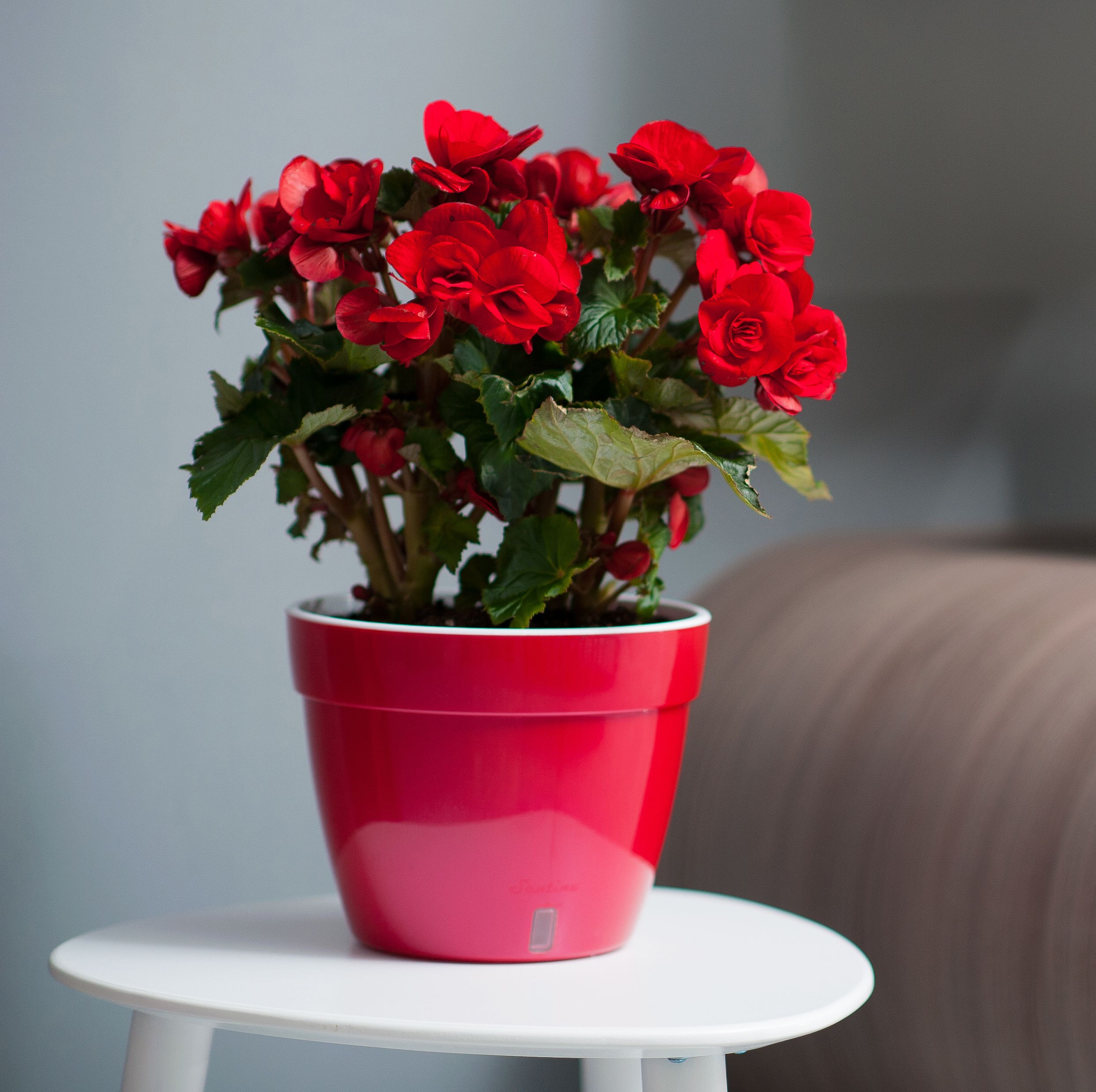 Self-Watering Planter ASTI