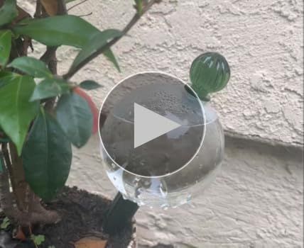 Amazon.com: 3pcs 16 Oz Plant Watering Globes for Indoor Plants with Metal Self  Watering Planter Insert - Premium XL Glass Hand-Blown Globes - Automatic  Plant Waterer Indoor, Gift Idea for Gardeners [3