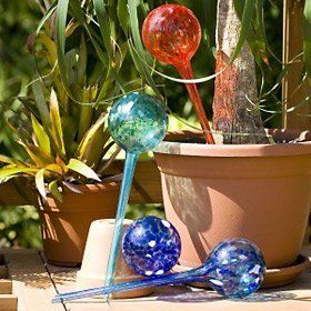 Amazon.com: Aqua Plant Watering Globes Mini- 16pc Deluxe Set : Patio, Lawn  & Garden